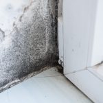 Attic Mold Removal in Topeka, Kansas
