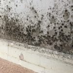 Mold Allergies