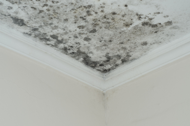 How to Best Remediate Mold Damage in Your Home