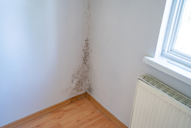 Why You Should Leave Black Mold Removal to the Professionals